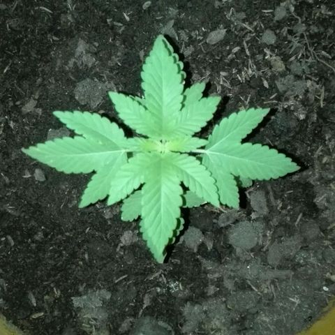 Whidak47[SXL141] growlog timeline photo