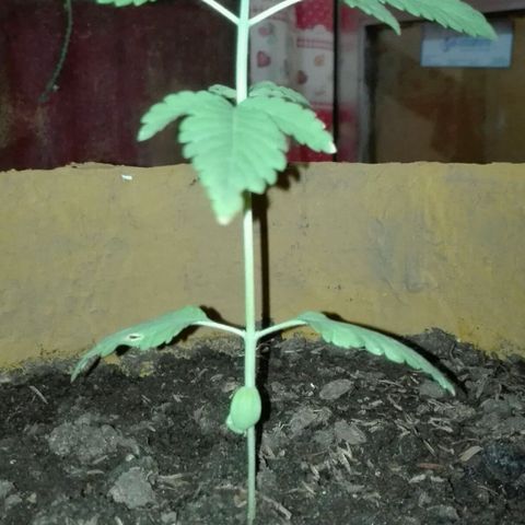 Whidak47[SXL141] growlog timeline photo
