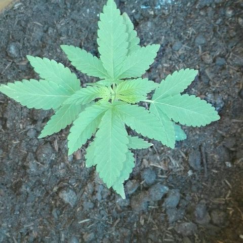 Whidak47[SXL141] growlog photo: Se Vd un gran próspero en la planta un  avance crecido las hojas en vez de. Salir con.tres charlas estiman saliendo con cuatro 