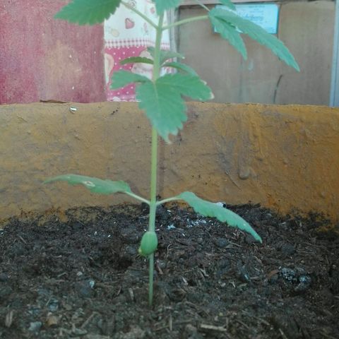 Whidak47[SXL141] growlog photo: Se Vd un gran próspero en la planta un  avance crecido las hojas en vez de. Salir con.tres charlas estiman saliendo con cuatro 