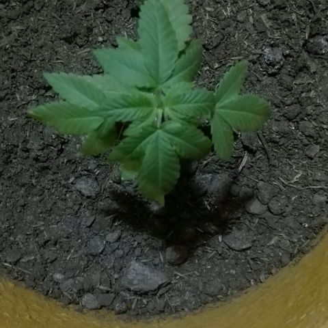 Whidak47[SXL141] growlog photo: Excelente producto 