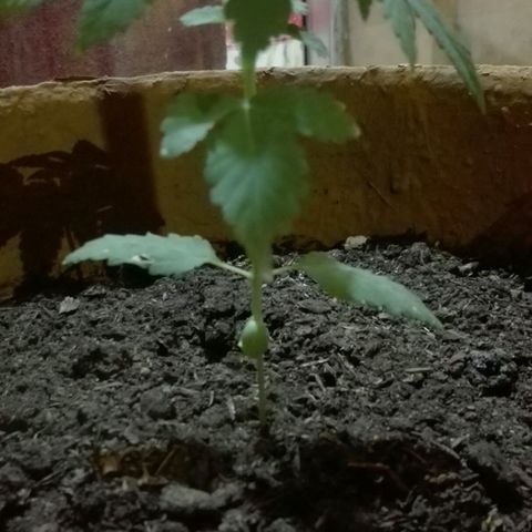 Whidak47[SXL141] growlog photo: Excelente producto 