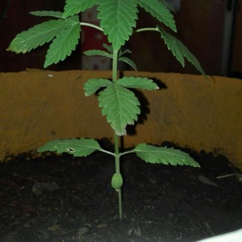 Whidak47[SXL141] growlog photo: Se la ve bien tienen muchas manchas se le. Tendría que aplicar fertilizante de papá 