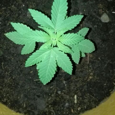 Whidak47[SXL141] growlog photo: Se la ve bien tienen muchas manchas se le. Tendría que aplicar fertilizante de papá 