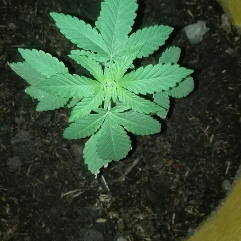 Whidak47[SXL141] growlog photo: Las hojas se las ve medidas mal