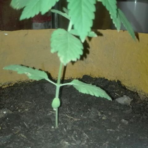 Whidak47[SXL141] growlog photo: Las hojas se las ve medidas mal