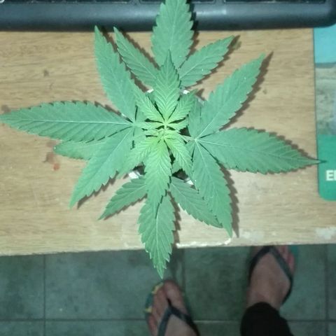 San Fernando vallaey og cush (SRB821) growlog photo: Se la ve en excelente estado 