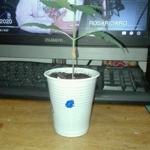 San Fernando vallaey og cush (SRB821) growlog photo: Se la ve en excelente estado 