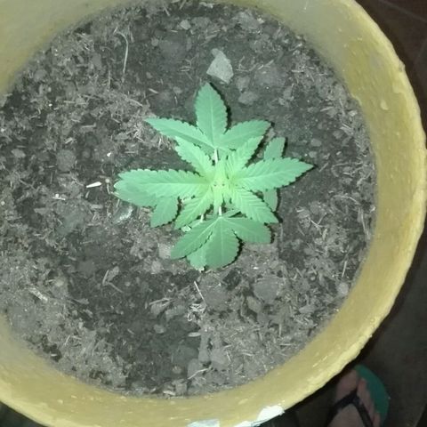 Whidak47[SXL141] growlog photo: Cuando llega la noche la planta se cae la hoja  Biden con.Un.buen.avance se. Podrá  empezar a sacar 4fotos por día 2 de día y Dos de noche con las poses habitual