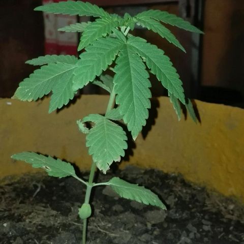 Whidak47[SXL141] growlog photo: Cuando llega la noche la planta se cae la hoja  Biden con.Un.buen.avance se. Podrá  empezar a sacar 4fotos por día 2 de día y Dos de noche con las poses habitual