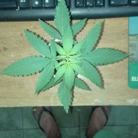 San Fernando vallaey og cush (SRB821) growlog photo: Su segundo día sigue con régimen 0 sol