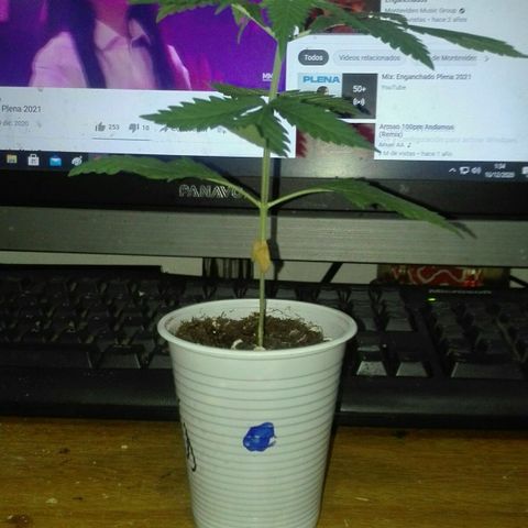 San Fernando vallaey og cush (SRB821) growlog photo: Su segundo día sigue con régimen 0 sol