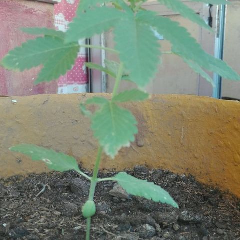 Whidak47[SXL141] growlog photo: Se empezará a sacar 4 fotos por planta 2 de día y 2 de noche