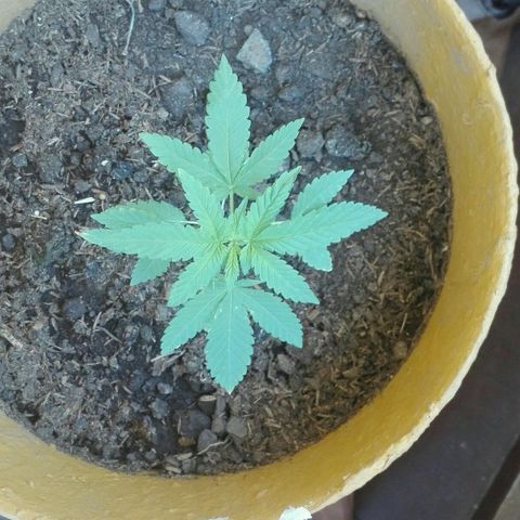 Whidak47[SXL141] growlog photo: Se empezará a sacar 4 fotos por planta 2 de día y 2 de noche