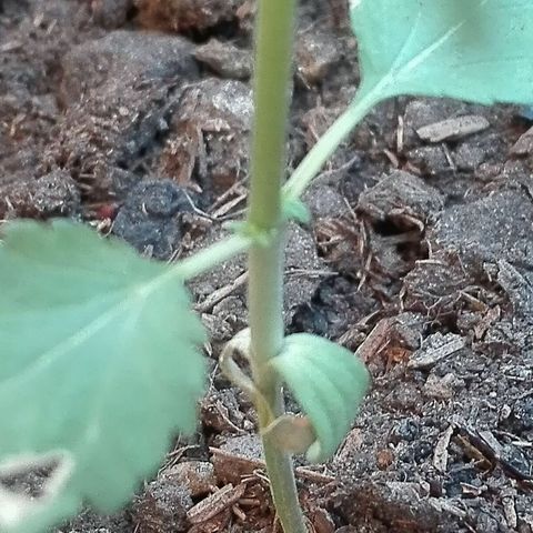 Whidak47[SXL141] growlog photo: APARICION DE PELOS