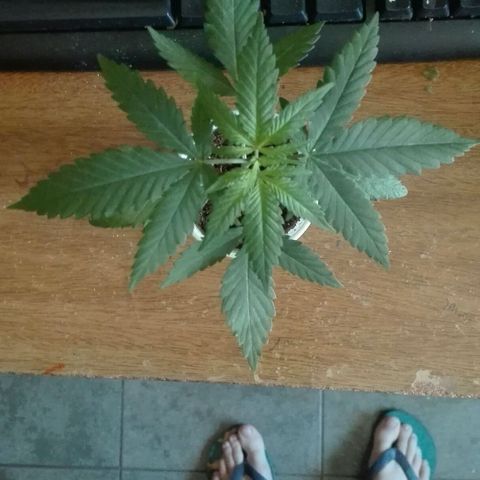 San Fernando vallaey og cush (SRB821) growlog photo: SEas ve muy Bienn tierra un poco seca 