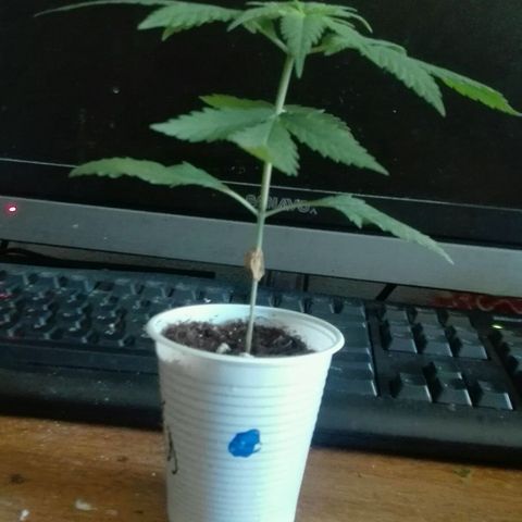 San Fernando vallaey og cush (SRB821) growlog photo: SEas ve muy Bienn tierra un poco seca 