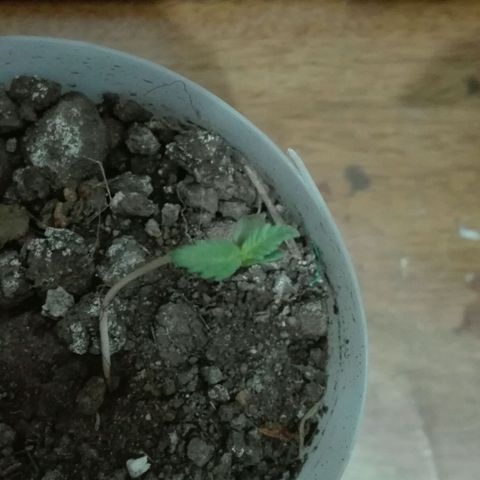 Regular (LCD46) growlog photo: La.Planta se ve muy bien, tierra un poco seca 