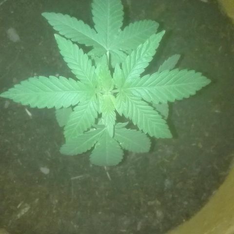 Whidak47[SXL141] growlog photo: Se Ve un excelente avance las manchas sacaron luego de que vi un video de falta de nutriente y uno de los síntomas de falta de fósforo es amarillamiennto en alas hojas y me fijé con potasio Su e hera lo que. Le estaba dando y me puedo que el plátano no tiene fósforo y GUI al grow dell centro.cobre lo.que me pasó y me recomendaron plágon terra grow de 100 ml quue me salió $270 cada un l de agua se le debe agregar 5 ml de e s e producto Sud la. Planta mejoró mucho 