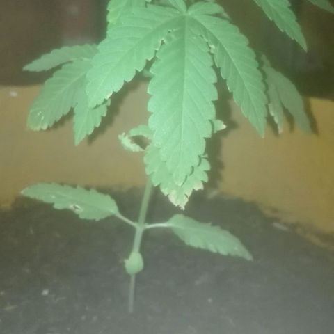 Whidak47[SXL141] growlog photo: Se Ve un excelente avance las manchas sacaron luego de que vi un video de falta de nutriente y uno de los síntomas de falta de fósforo es amarillamiennto en alas hojas y me fijé con potasio Su e hera lo que. Le estaba dando y me puedo que el plátano no tiene fósforo y GUI al grow dell centro.cobre lo.que me pasó y me recomendaron plágon terra grow de 100 ml quue me salió $270 cada un l de agua se le debe agregar 5 ml de e s e producto Sud la. Planta mejoró mucho 