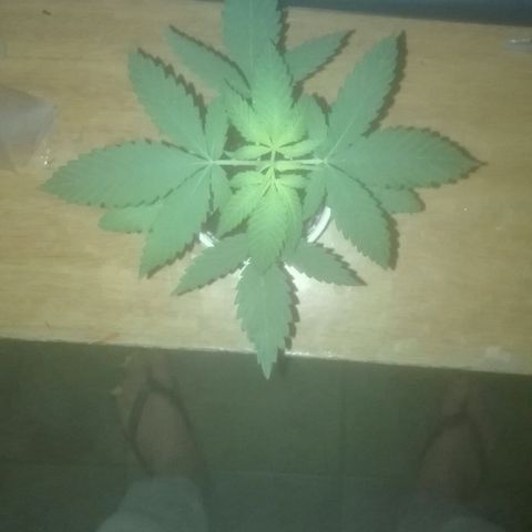 San Fernando vallaey og cush (SRB821) growlog photo: El sábado como máximo.Se debe transplantes y ya mañana puede tomar 1 a 2 hrs de sol de 14:00 pm a 15-16 pm