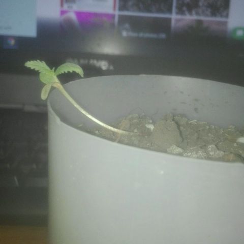 Regular (LCD46) growlog timeline photo