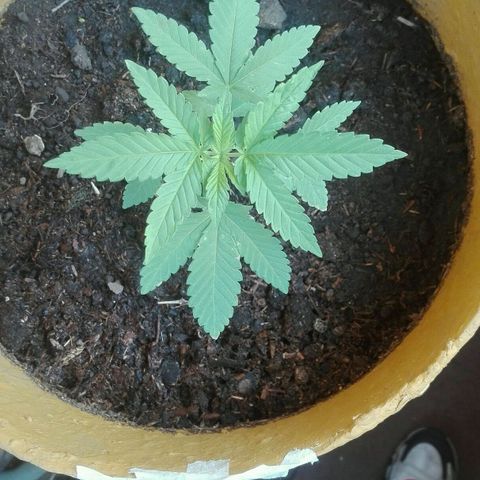 Whidak47[SXL141] growlog timeline photo