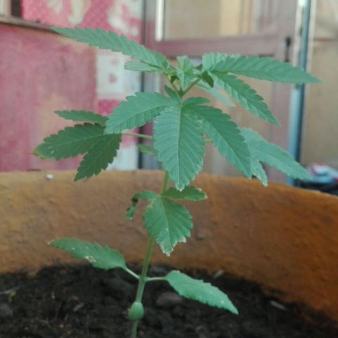 Whidak47[SXL141] growlog timeline photo