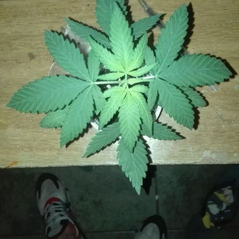 San Fernando vallaey og cush (SRB821) growlog photo: Hoy va. A ser su primer día que dedica sol 
