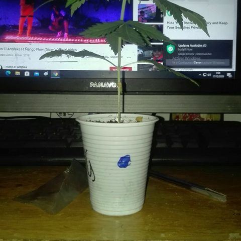 San Fernando vallaey og cush (SRB821) growlog photo: Hoy va. A ser su primer día que dedica sol 