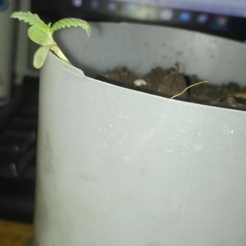 Regular (LCD46) growlog timeline photo