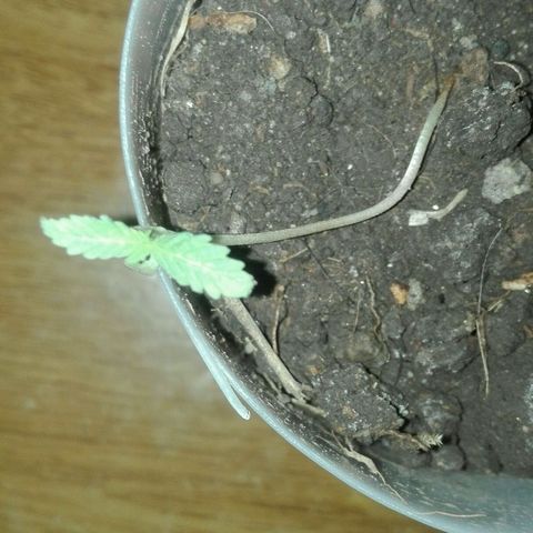 Regular (LCD46) growlog timeline photo