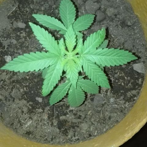 Whidak47[SXL141] growlog photo: Cache