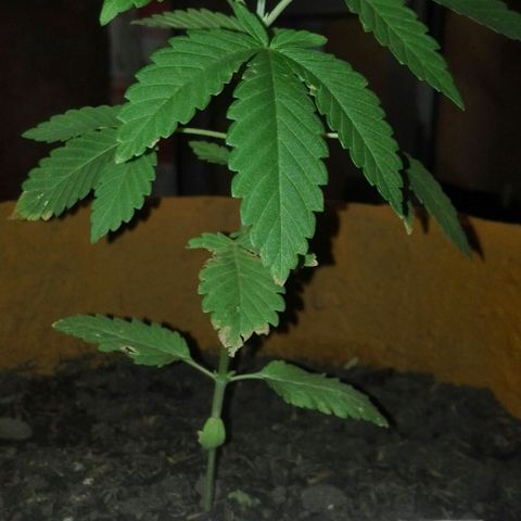 Whidak47[SXL141] growlog photo: Cache