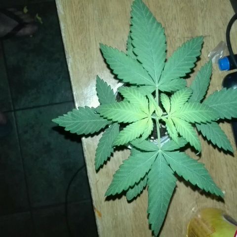 San Fernando vallaey og cush (SRB821) growlog timeline photo