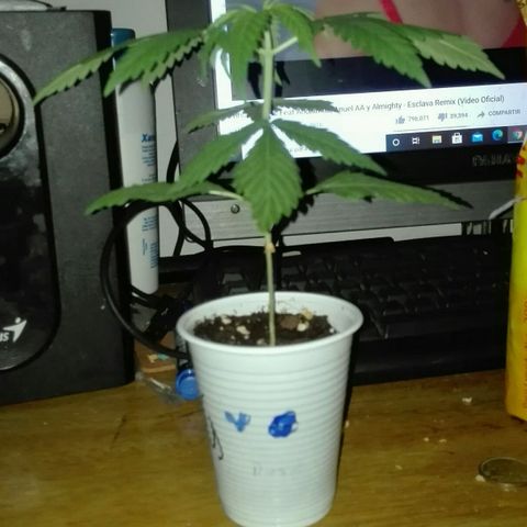 San Fernando vallaey og cush (SRB821) growlog timeline photo
