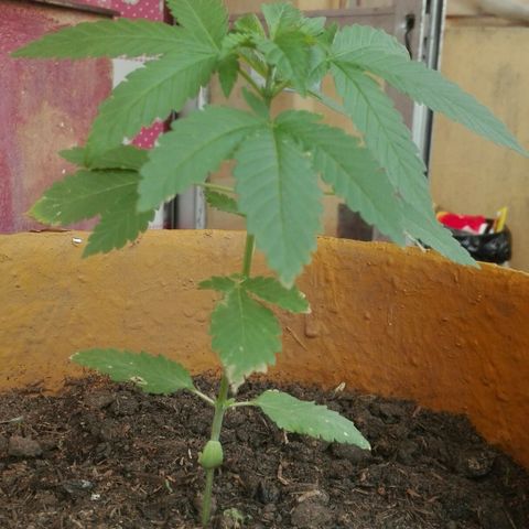 Whidak47[SXL141] growlog timeline photo