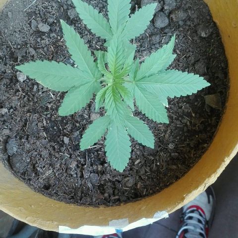 Whidak47[SXL141] growlog timeline photo
