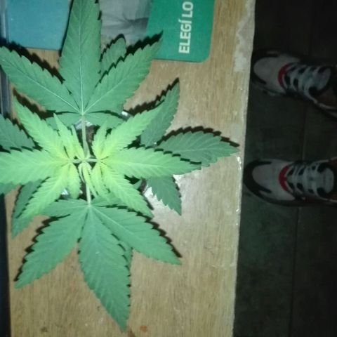 San Fernando vallaey og cush (SRB821) growlog timeline photo