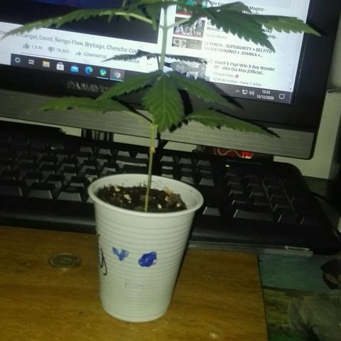 San Fernando vallaey og cush (SRB821) growlog timeline photo