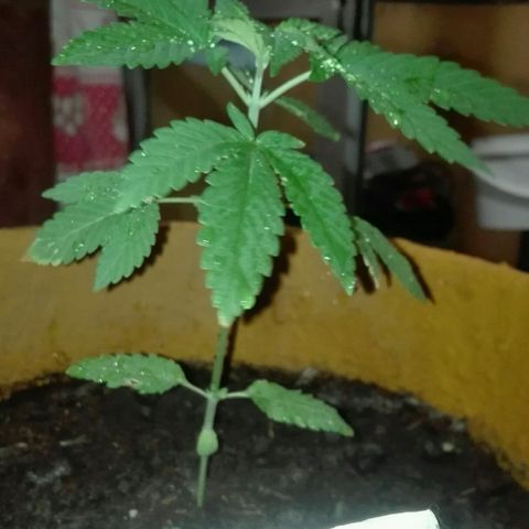 Whidak47[SXL141] growlog photo: Planta con un gran crecimiento 