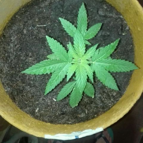 Whidak47[SXL141] growlog photo: Planta con un gran crecimiento 