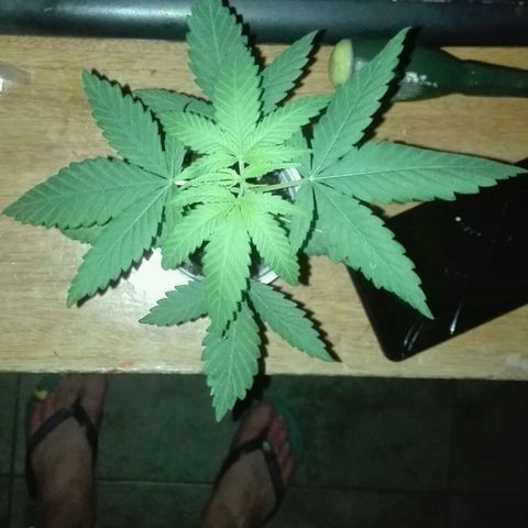 San Fernando vallaey og cush (SRB821) growlog photo: Mañana posible transplante, hoy tomó sol todo el día desde 12:30 hasta 19:00 aprox
