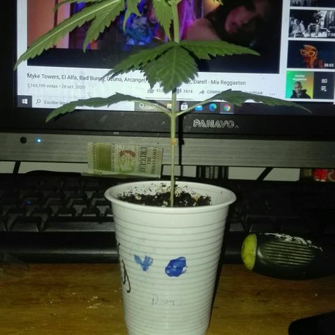 San Fernando vallaey og cush (SRB821) growlog photo: Mañana posible transplante, hoy tomó sol todo el día desde 12:30 hasta 19:00 aprox