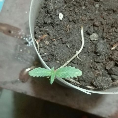 Regular (LCD46) growlog timeline photo