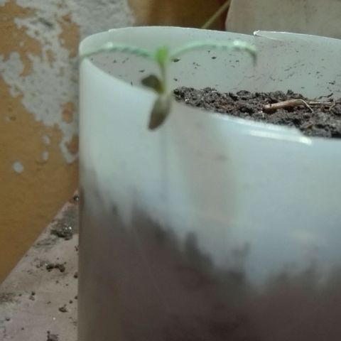 Regular (LCD46) growlog timeline photo