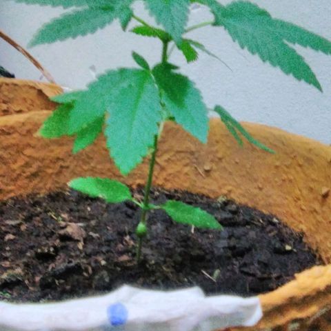 Whidak47[SXL141] growlog timeline photo