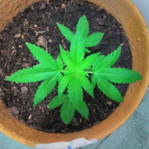 Whidak47[SXL141] growlog timeline photo