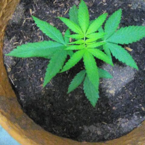 San Fernando vallaey og cush (SRB821) growlog timeline photo