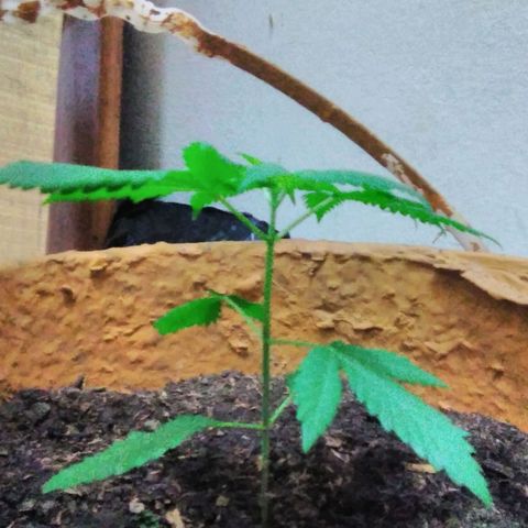 San Fernando vallaey og cush (SRB821) growlog timeline photo